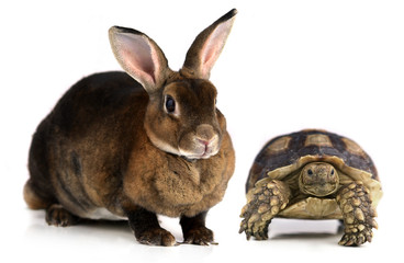 The Brown Bunny and turtle isolated on white background.