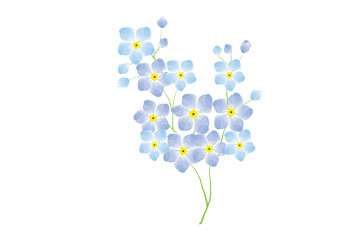forgetmenot flower  blue and pink on white background