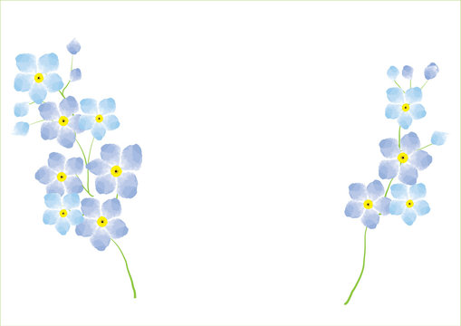 forgetmenot flower  blue and pink on white background