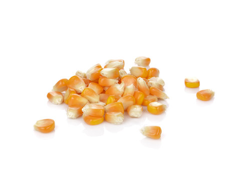 Dried corn kernels isolated on white