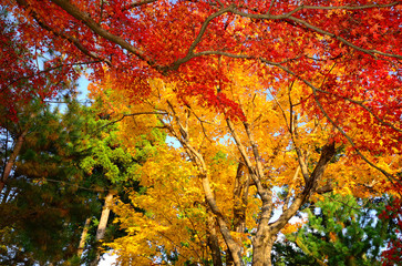 Colors of autumn leaves, Kyoto Japan.
秋の紅葉　京都 高雄
