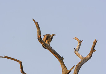 Fototapeta na wymiar Indian Vulture in a Tree