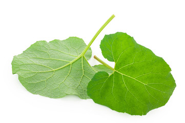 Burdock leaves