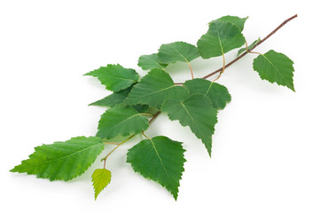 Young birch branch