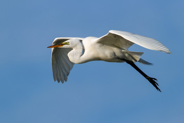 Great Egret (Ardea alba) in flight