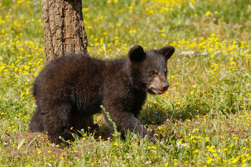 Baby American black bear