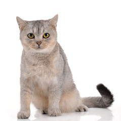 Obraz premium cat on white background.