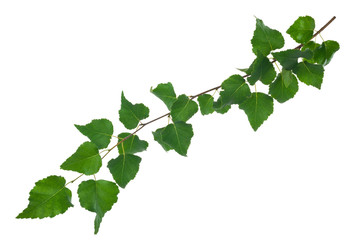 Young birch branch