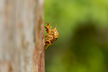 Dried Cicada's exuvia left on a tree .