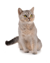 cat on white background.