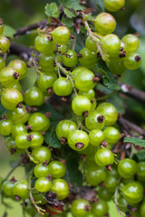 unripe berries of black currant in the garden