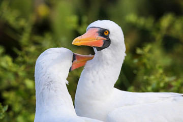 Nazca Boobies (Sula granti) preening