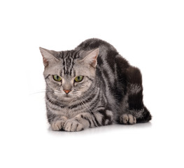 cat on white background.
