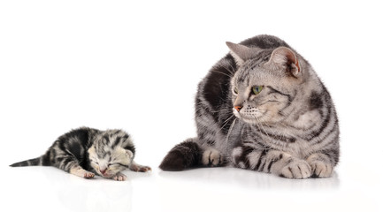 cat on white background.