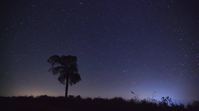 Timelapse night sky stars over tree silhouette. 4K