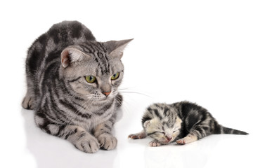 cat on white background.