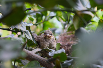 Baby birds in the nest
