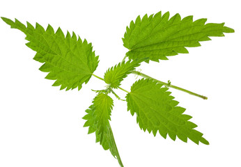 Nettle isolated on a white background