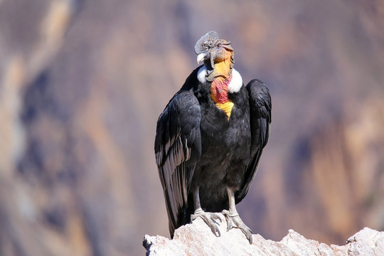 Andean Condor sitting at Mirador Cruz del Condor in Colca Canyon