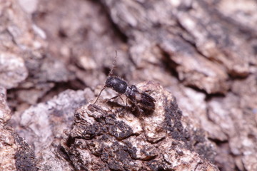 Small Fly and insect in the garden