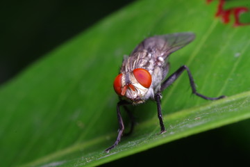 Small Fly and insect in the garden