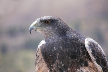 Black-chested buzzard-eagle at the market in Maca, Colca Canyon,