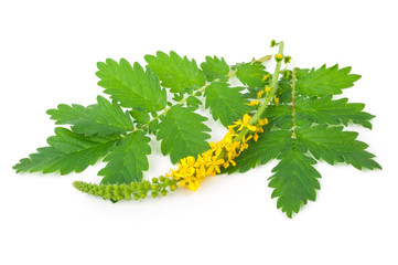 Medicinal plant:Agrimonia eupatoria. Common agrimony