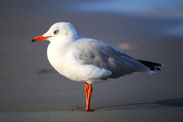 Obraz premium Grey-headed Gull on a beach in Paracas Bay, Peru