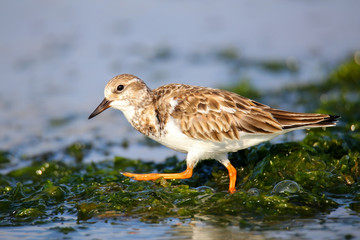Ruddy Turnstone on the beach of Paracas Bay, Peru