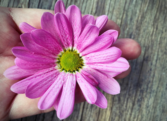 woman hand holding pink daisy flower on blurred wooden backgroun