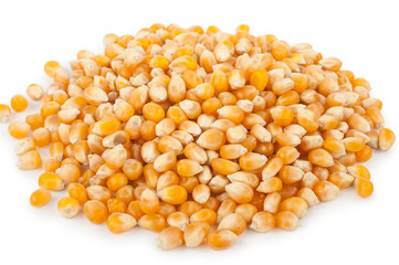 Corn seeds