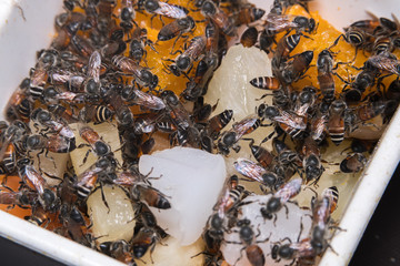 closeup shoot of a bee swarm working
