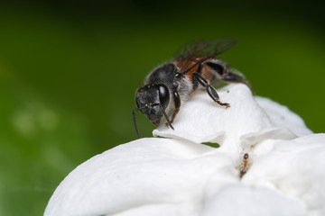 Bee on flower
