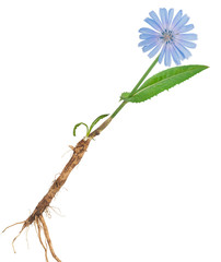 Medicinal plant: Chicory