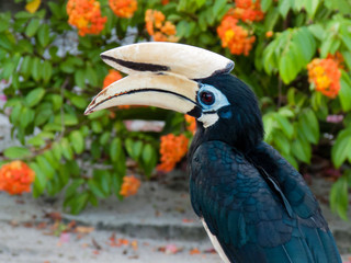 Great hornbill