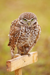 Burrowing Owl sitting on a pole