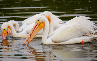 White Pelicans (Pelecanus erythrorhynchos) feeding