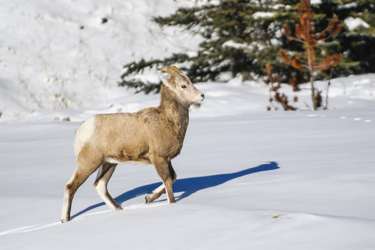 Rocky Mountain Bighorn Sheep (Ovis canadensis)