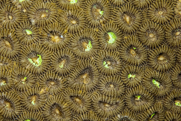 coral pattern