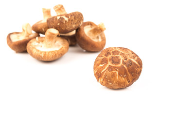fresh Shiitake mushroom on white
