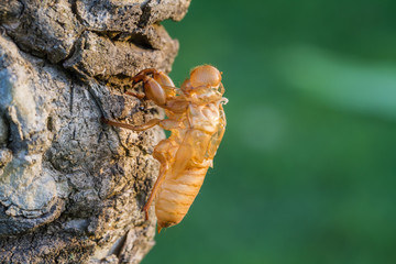 Husk of cicada on tree