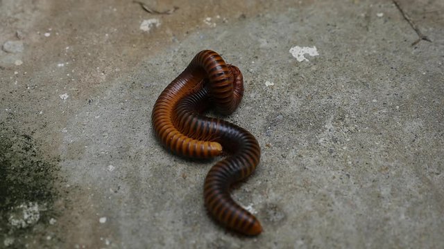 Large Millipede Mating,slow motion