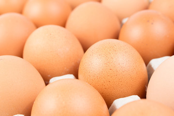 close up row of fresh egg