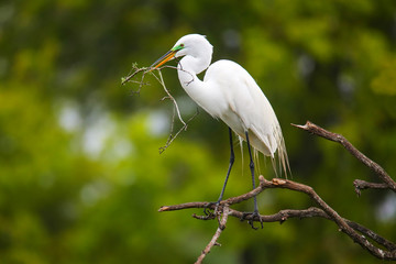 Great Egret (Ardea alba)