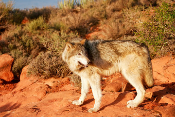Gray wolf (Canis lupus)