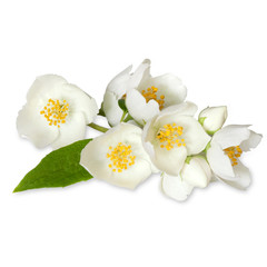 Fototapeta premium White flowers of jasmine on the white