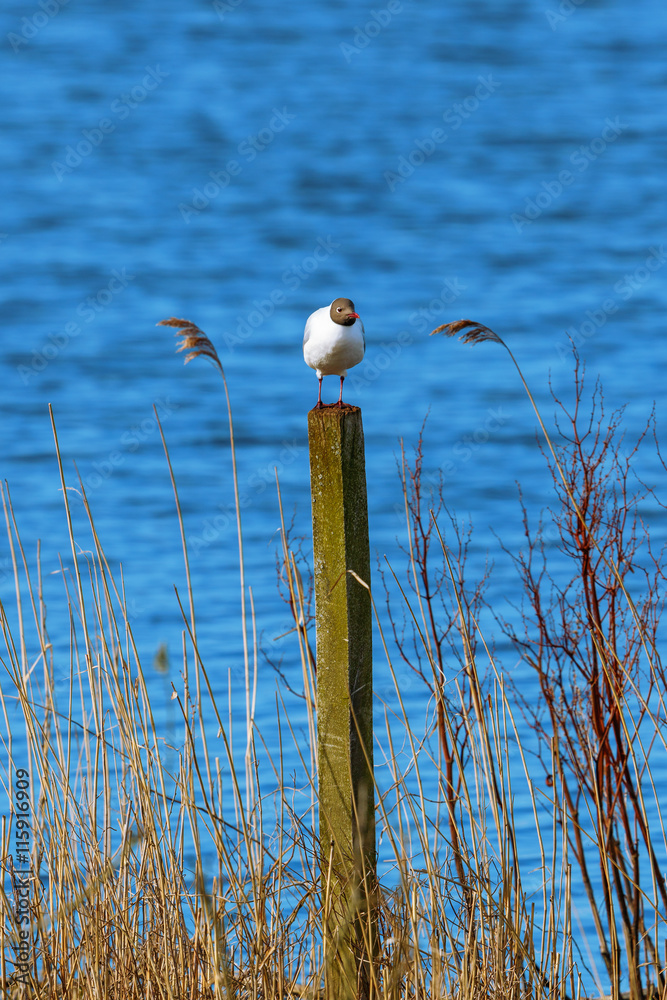 Sticker Black Headed Gull sitting on a pole in the water