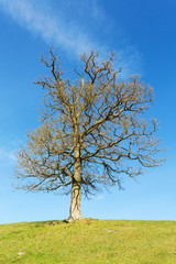 Solitary tree on a hill