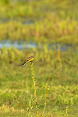 Yellow wagtail sitting on a branch