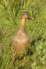 Closeup of Mallard female walking in the grass with shining plumage